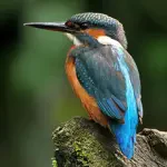 Avatar deijsvogel